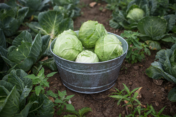 Farm Tub