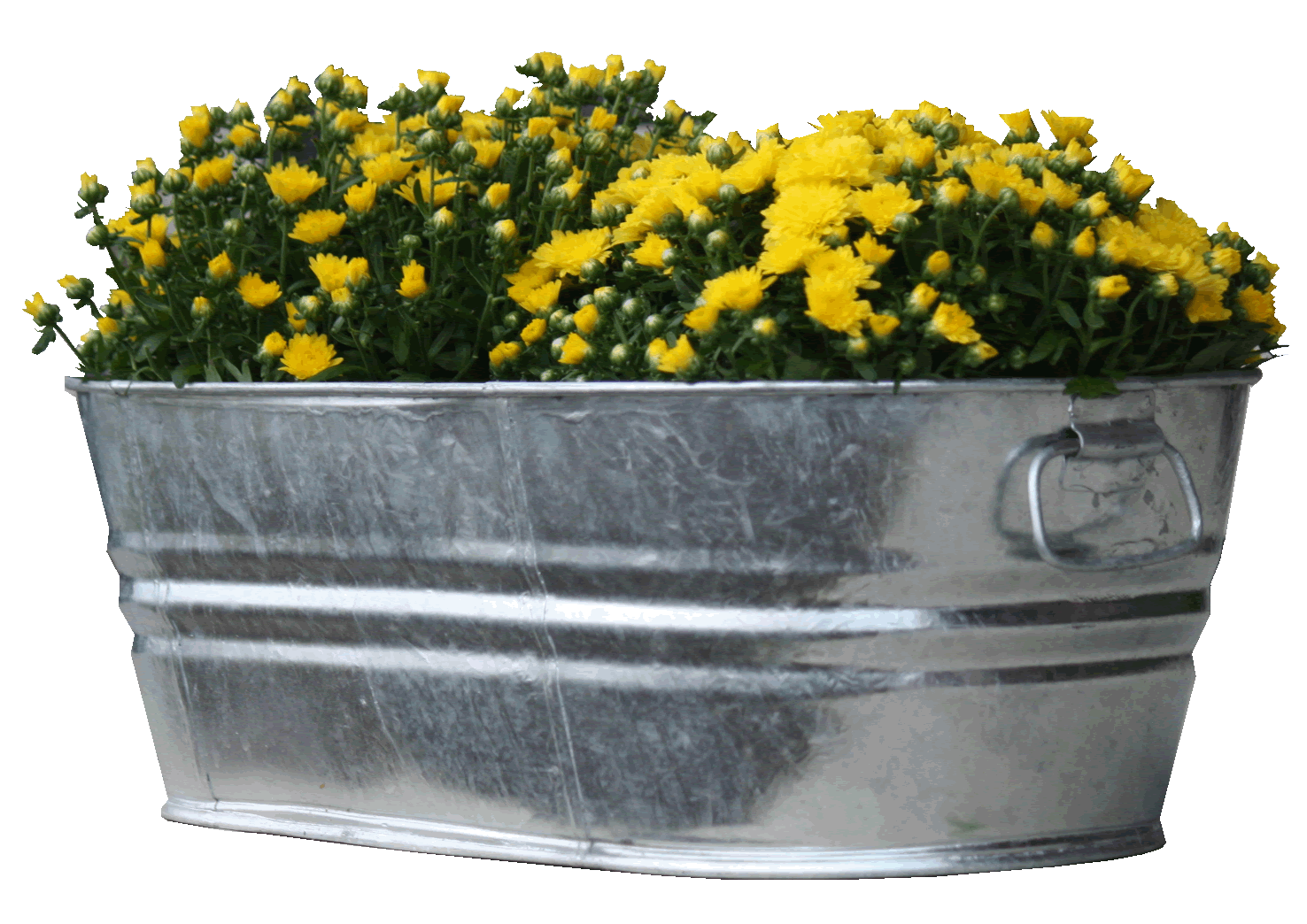 Raised beds in small galvanized tubs