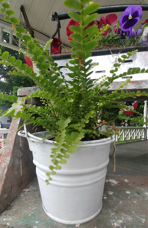 white metal bucket rustic planter