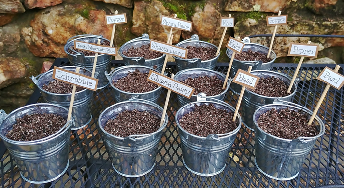 seed starting in galvanized buckets