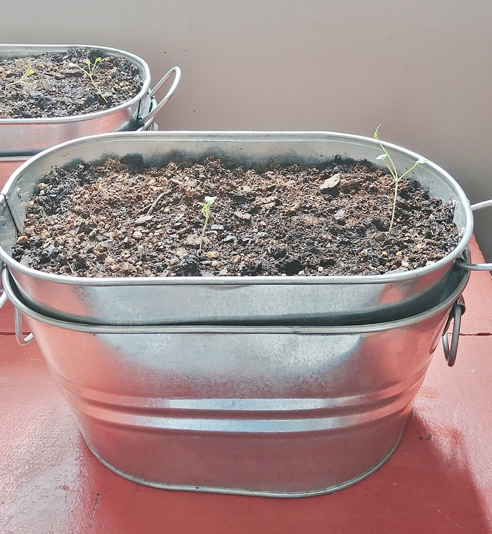 small galvanized planter tub