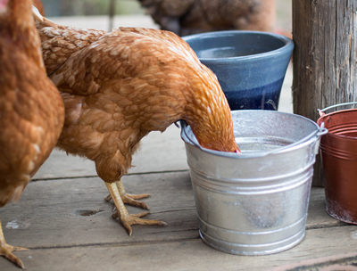 Galvanized Bucket for Chickens